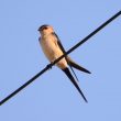 Hirondelle rousseline en Ardèche